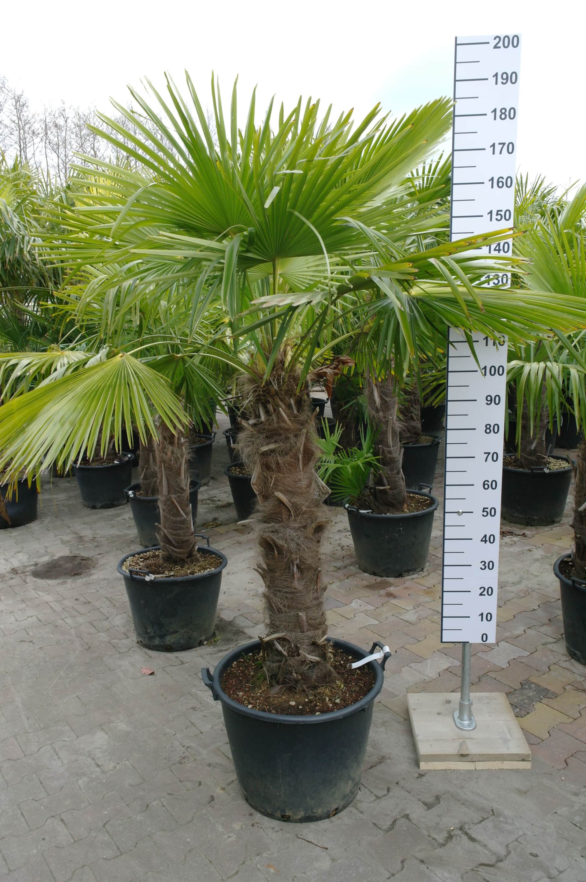 Opmerkelijk Winst Blaze Palmboom Trachycarpus Fortunei (stam 90 - 100 cm) - Goedkopeolijfbomen.nl