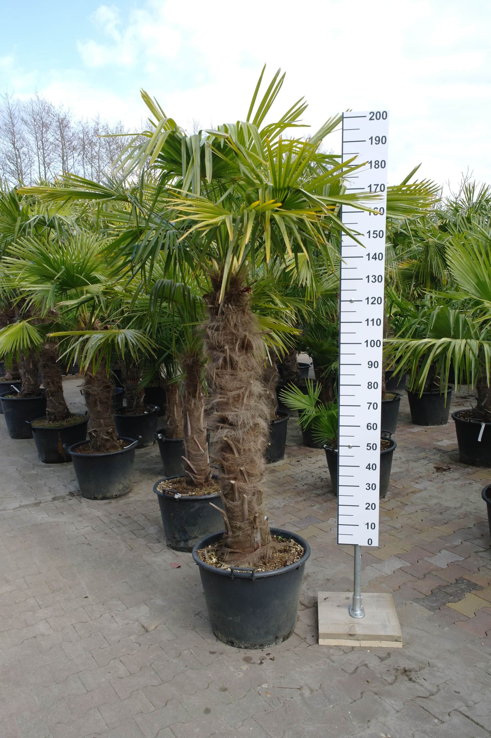 inhoud badminton bijl Palmboom Trachycarpus Fortunei (stam 130-140 cm) - Goedkopeolijfbomen.nl