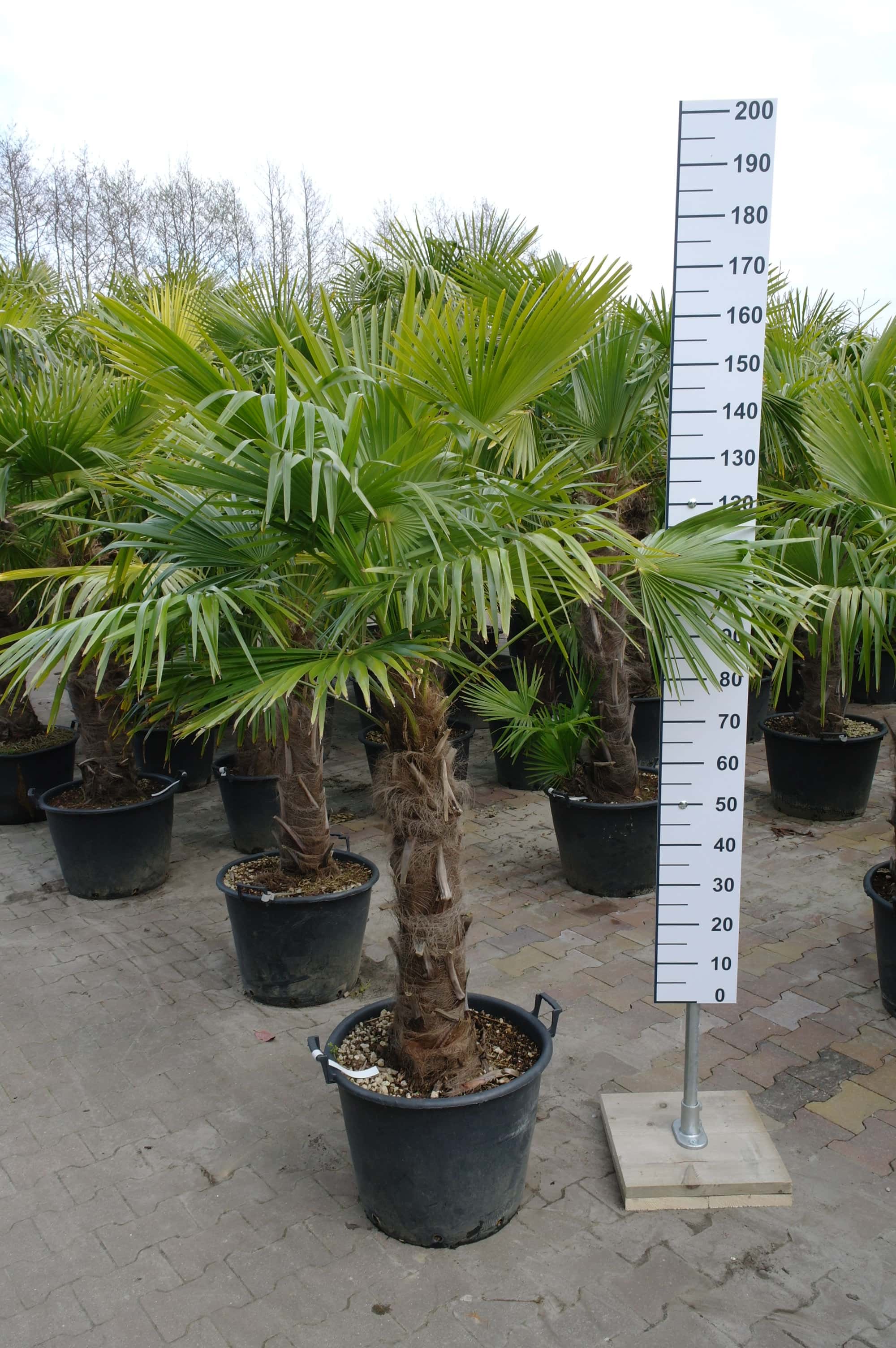emotioneel gebruiker gevangenis Palmboom Trachycarpus Fortunei (stam 60 - 70 cm) - Goedkopeolijfbomen.nl