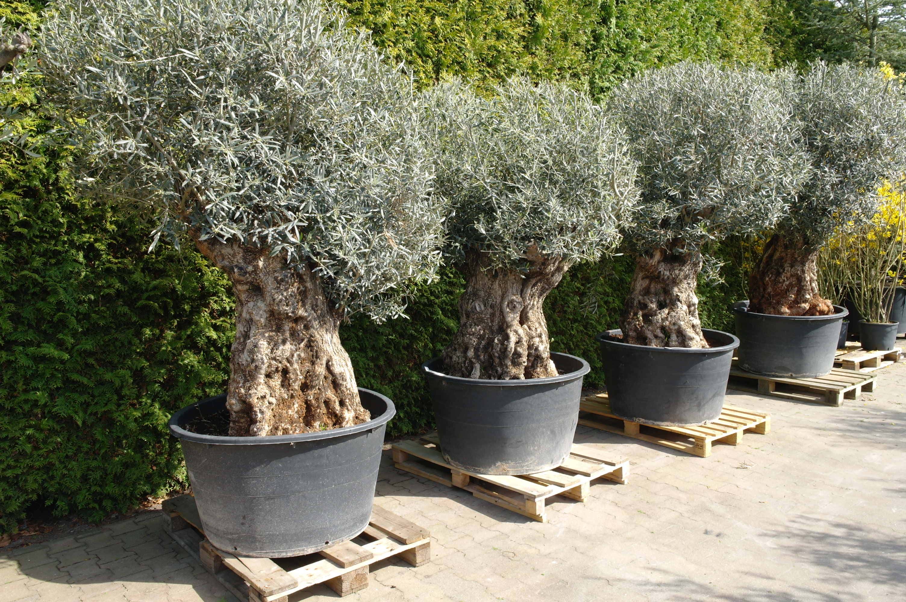 Olijfboom Olea Europea bonsai extra Goedkopeolijfbomen.nl