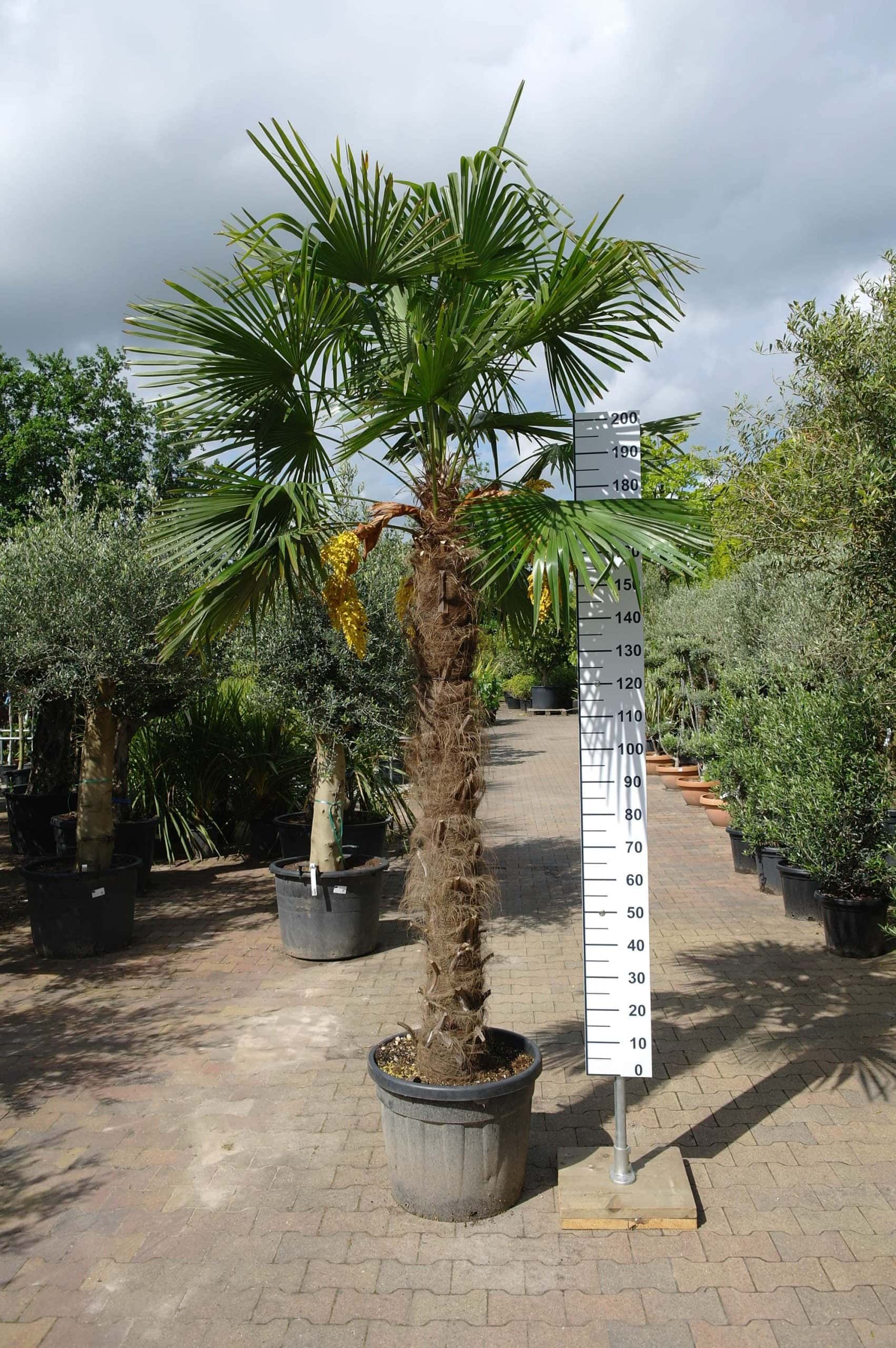 geschenk Uitdrukkelijk Weggegooid Palmboom Trachycarpus Fortunei (stam 170 - 180 cm) - Goedkopeolijfbomen.nl