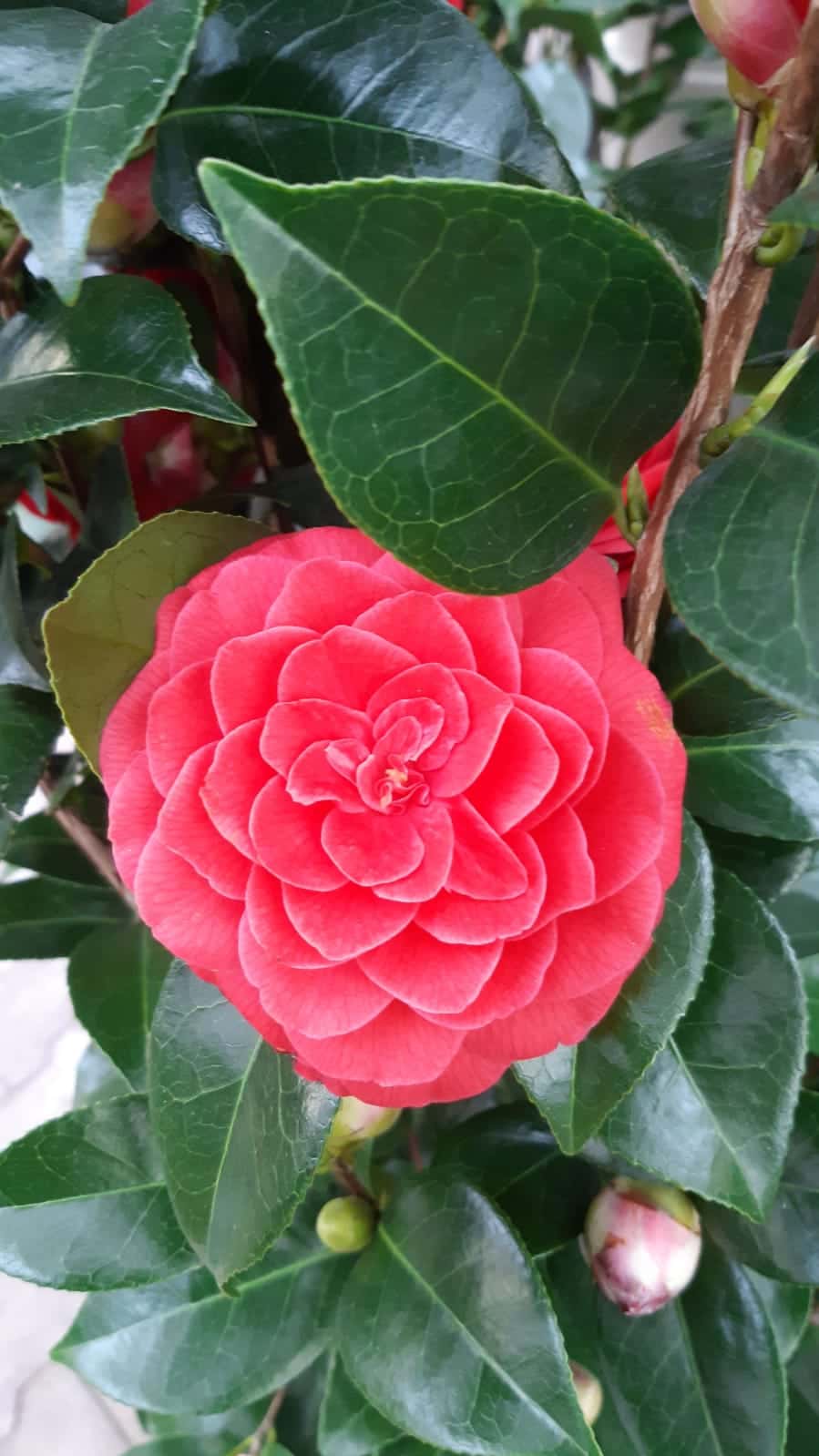 teugels In de genade van twee weken Camellia Japonica Black Lace - rood -