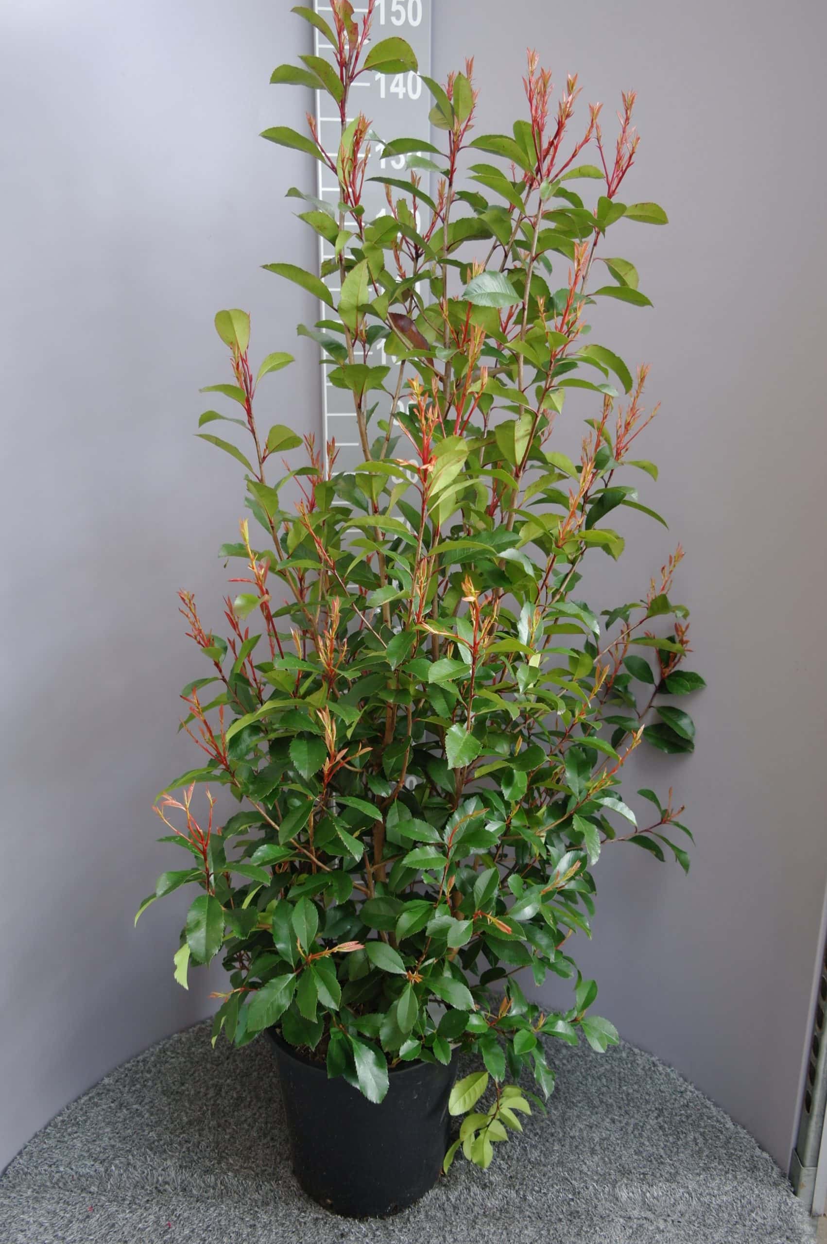 Photinia Red Robin - Goedkopeolijfbomen.nl