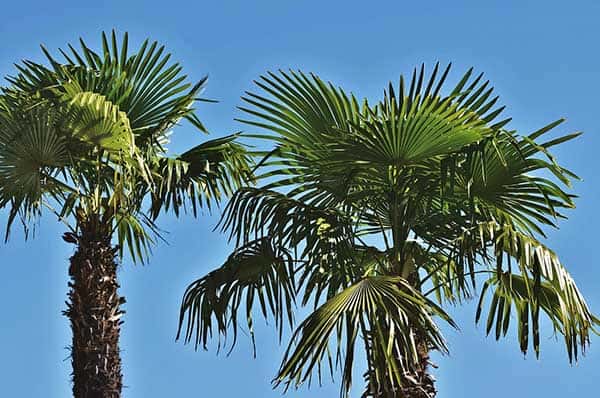 man prachtig Inzet Alles wat u moet weten over palmbomen! -
