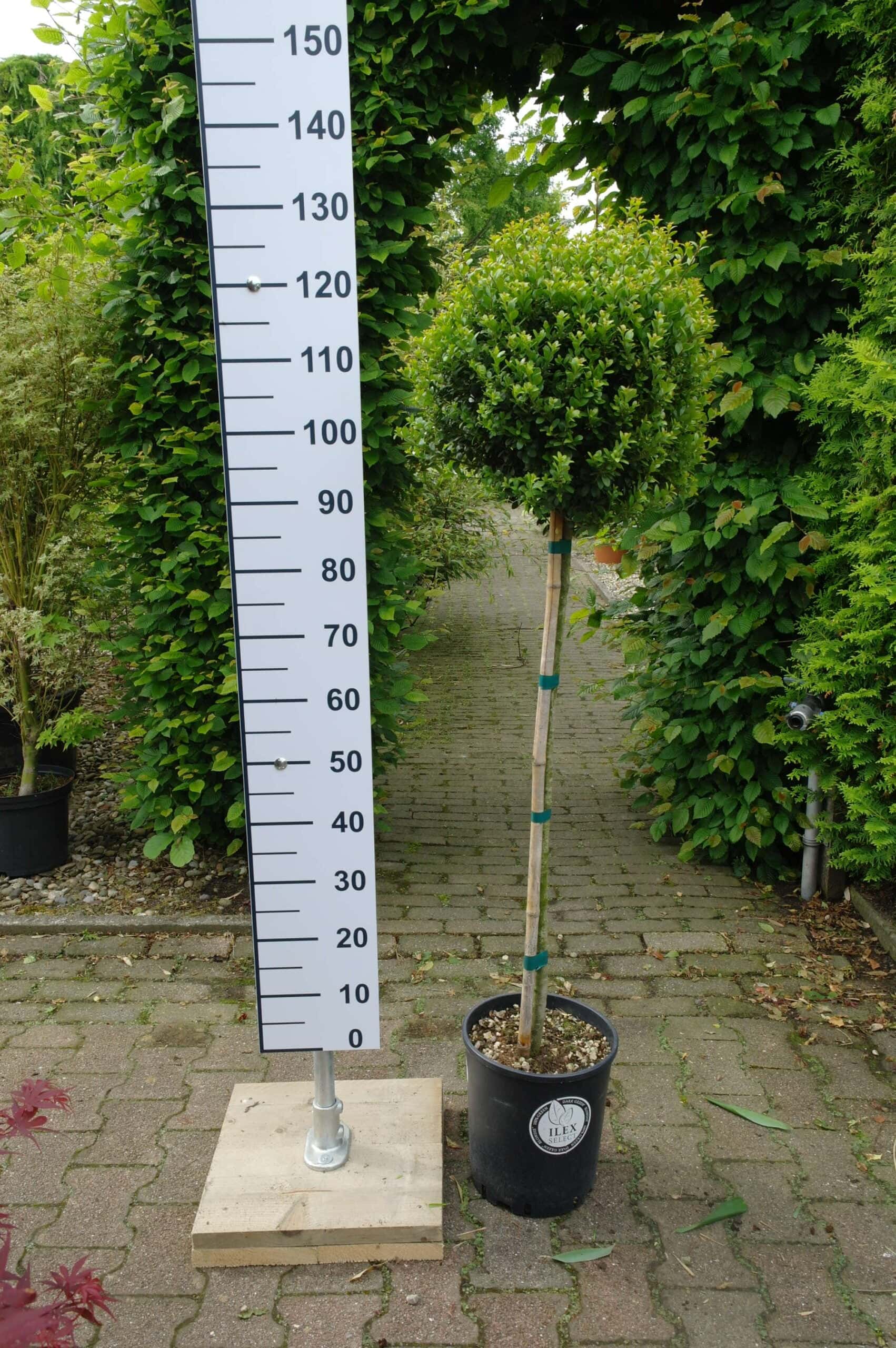 Bomen voor een kleine tuin Goedkopeolijfbomen.nl