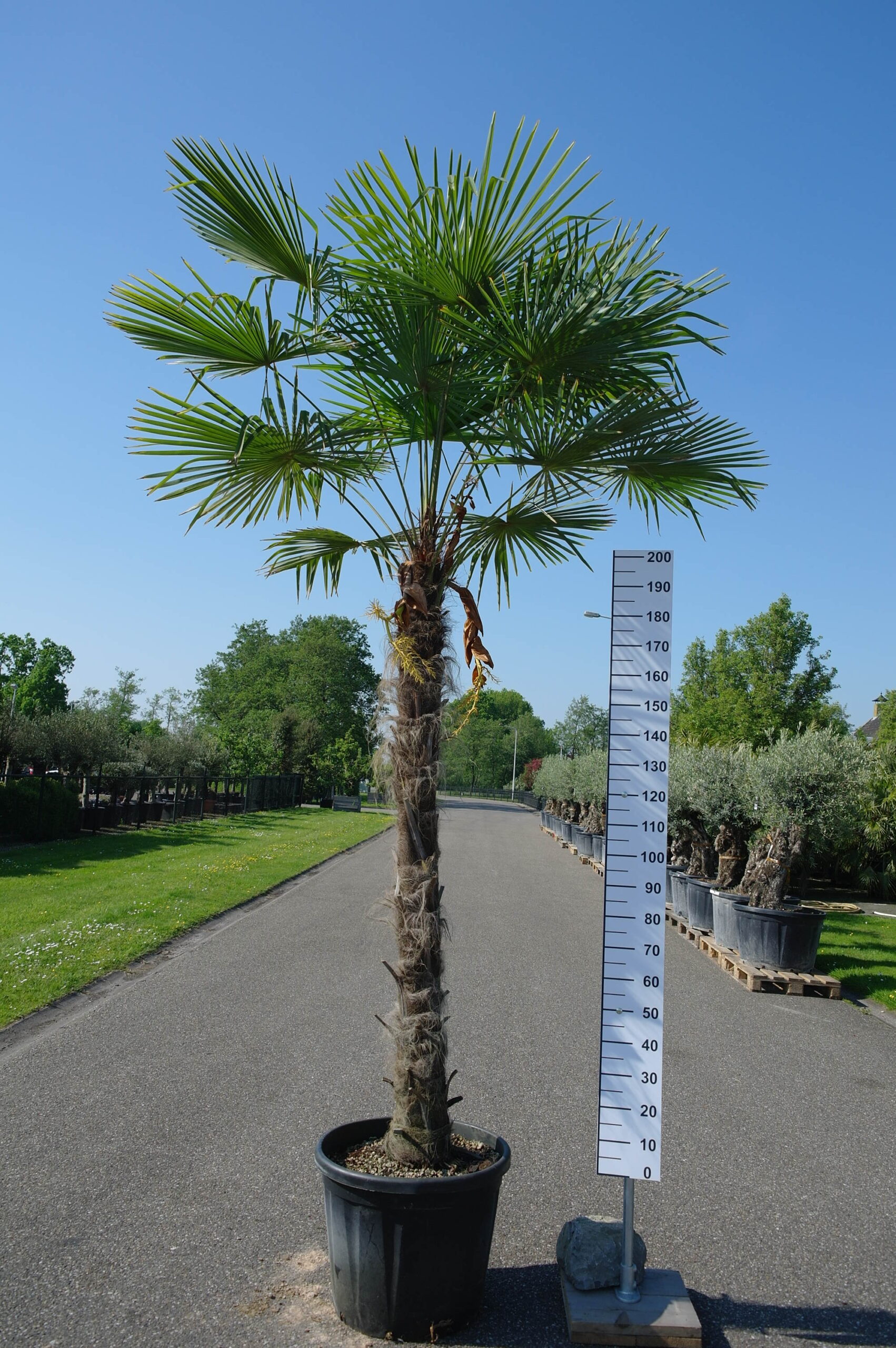 Draaien Politiebureau Stoffelijk overschot Palmboom Trachycarpus Fortunei (stam 180 - 190 cm) - Goedkopeolijfbomen.nl